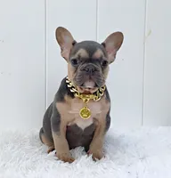 FELIX, a male French Bulldog for sale in Lehigh Acres, FL – 1 of 3