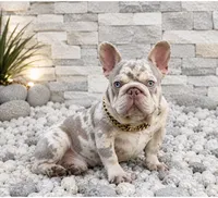 ENMA, a female French Bulldog for sale in Lehigh Acres, FL – 10 of 10