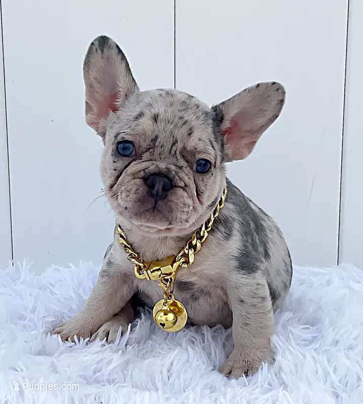 BARBIE – French Bulldog puppy for sale in Lehigh Acres, FL