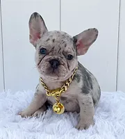 BARBIE, a female French Bulldog for sale in Lehigh Acres, FL – 1 of 5