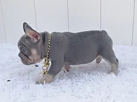 BONNIE, a female French Bulldog for sale in Lehigh Acres, FL – 3 of 6