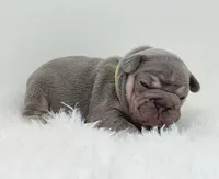 BONNIE, a female French Bulldog for sale in Lehigh Acres, FL – 6 of 6