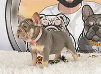 BONNIE , a female French Bulldog for sale in Lehigh Acres, FL – 1 of 2