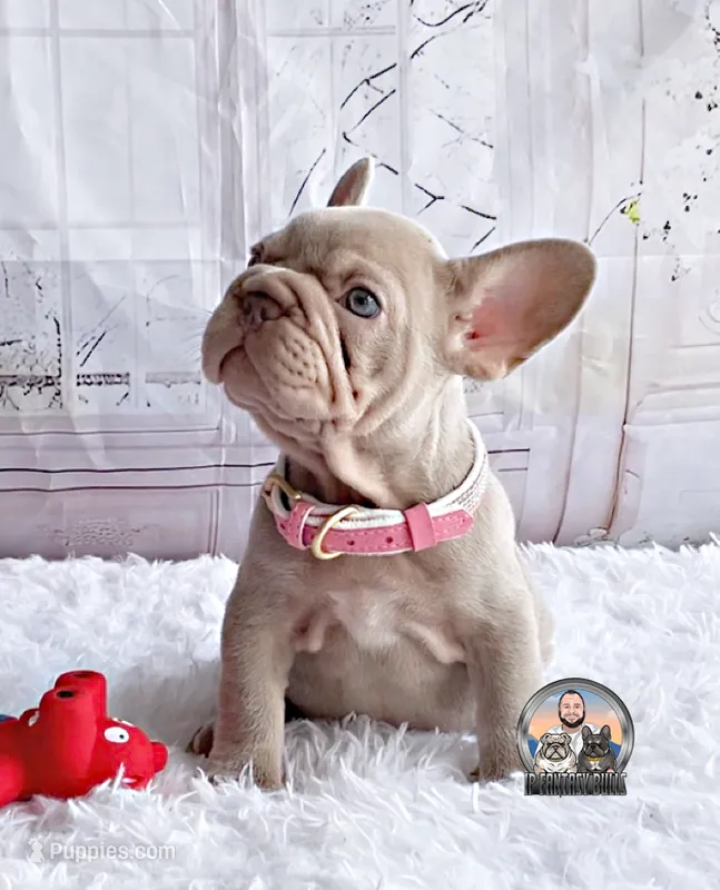 BETTY – French Bulldog puppy for sale in Lehigh Acres, FL