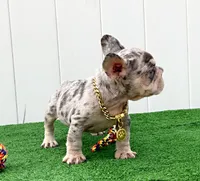 ELVIS, a male French Bulldog for sale in Lehigh Acres, FL – 2 of 3