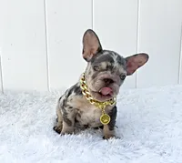 ELIOT, a male French Bulldog for sale in Lehigh Acres, FL – 2 of 6