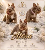 ALEXA (FLOODLE), a female French Bulldog for sale in Lehigh Acres, FL – 4 of 6