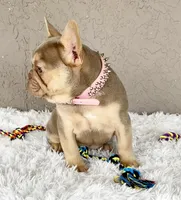 BEBA, a female French Bulldog for sale in Lehigh Acres, FL – 2 of 3
