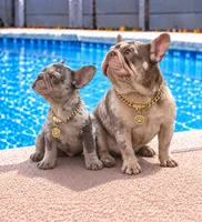 ELIOT, a male French Bulldog for sale in Lehigh Acres, FL – 1 of 8