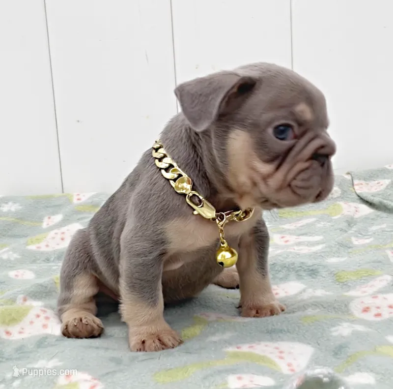 GORDON – French Bulldog puppy for sale in Lehigh Acres, FL