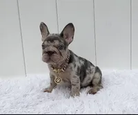 GINA, a female French Bulldog for sale in Lehigh Acres, FL – 4 of 8