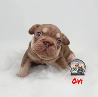 Ovi, a male French Bulldog for sale in Lehigh Acres, FL – Photo 2 of 2