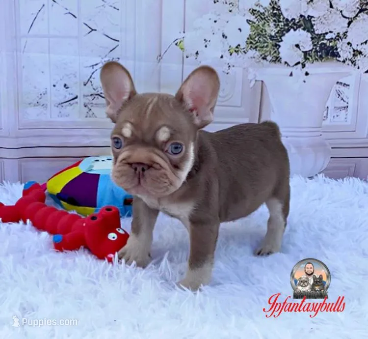 Ovi – French Bulldog puppy for sale in Lehigh Acres, FL