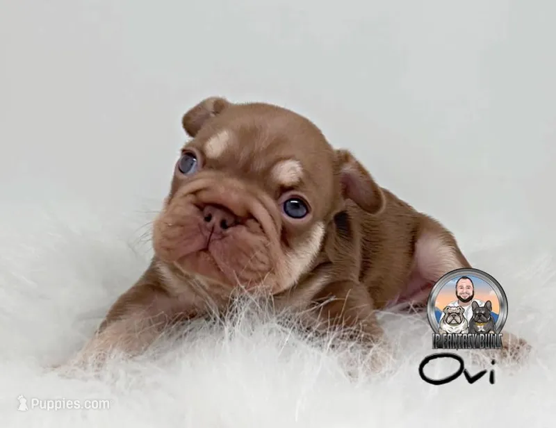 Ovi – French Bulldog puppy for sale in Lehigh Acres, FL