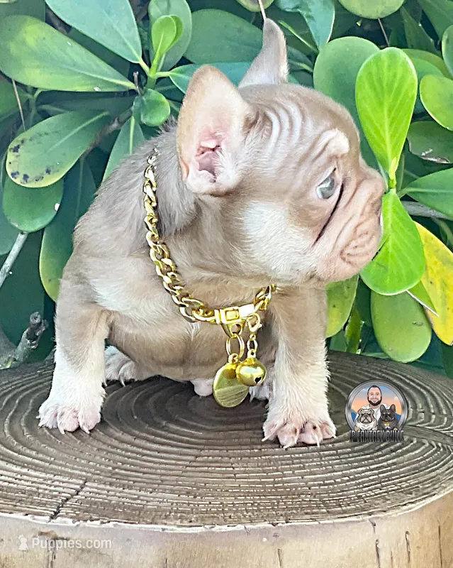 Ovi – French Bulldog puppy for sale in Lehigh Acres, FL