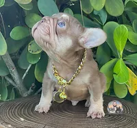 Ovi, a male French Bulldog for sale in Lehigh Acres, FL – 4 of 5