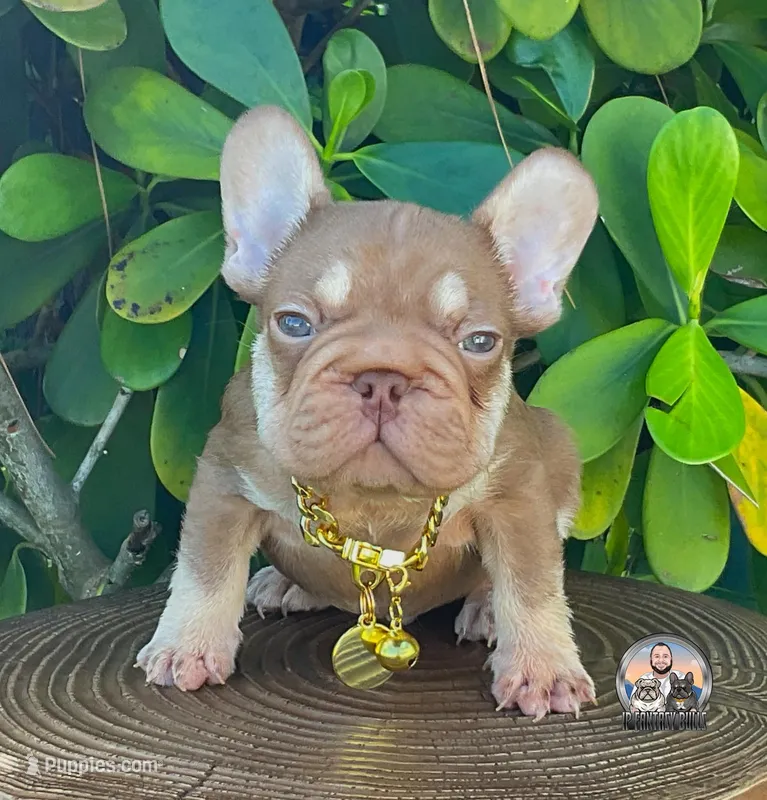 Ovi – French Bulldog puppy for sale in Lehigh Acres, FL