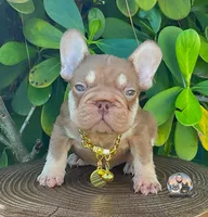 Ovi, a male French Bulldog for sale in Lehigh Acres, FL – 1 of 5