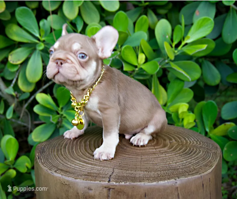 Ovi – French Bulldog puppy for sale in Lehigh Acres, FL