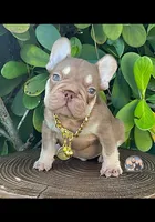 Ovi, a male French Bulldog for sale in Lehigh Acres, FL – 3 of 5