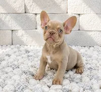 BRODY, a male French Bulldog for sale in Lehigh Acres, FL – 1 of 1