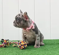 ENMA, a female French Bulldog for sale in Lehigh Acres, FL – 2 of 10
