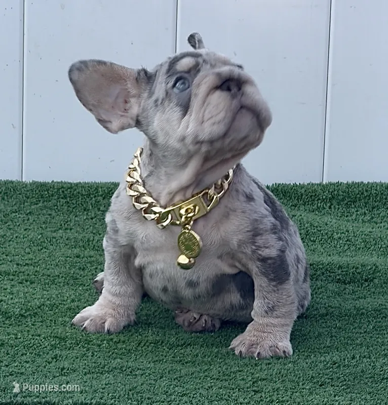 ELVIS, a male French Bulldog for sale in Lehigh Acres, FL – 1 of 5