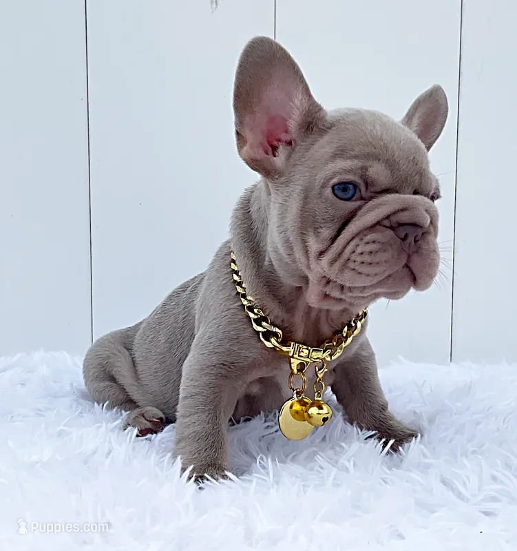 BETTY – French Bulldog puppy for sale in Lehigh Acres, FL