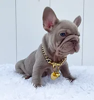 BETTY, a female French Bulldog for sale in Lehigh Acres, FL – 1 of 4
