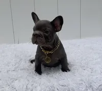 GALA, a female French Bulldog for sale in Lehigh Acres, FL – 4 of 6