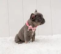 EVA, a female French Bulldog for sale in Lehigh Acres, FL – 4 of 4