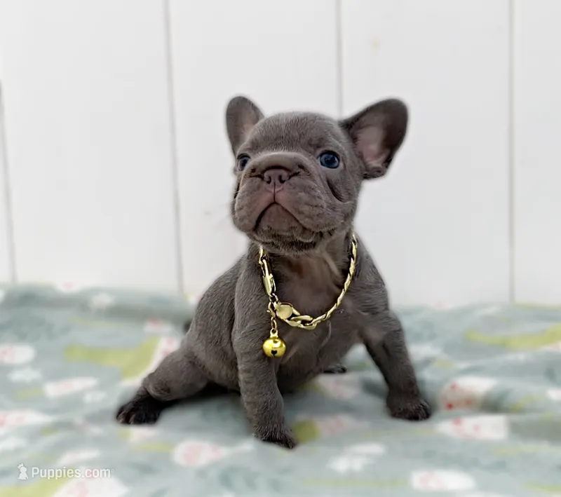 GALA – French Bulldog puppy for sale in Lehigh Acres, FL