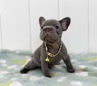 GALA, a female French Bulldog for sale in Lehigh Acres, FL – 1 of 2