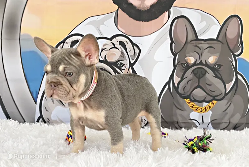 BONNIE – French Bulldog puppy for sale in Lehigh Acres, FL