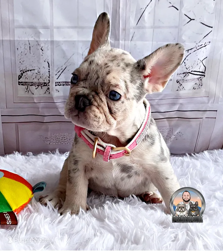 BARBIE – French Bulldog puppy for sale in Lehigh Acres, FL
