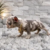 ELIOT, a male French Bulldog for sale in Lehigh Acres, FL – 2 of 6