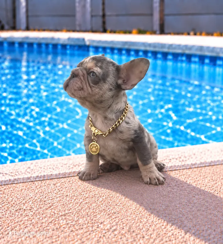 ELIOT – French Bulldog puppy for sale in Lehigh Acres, FL