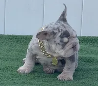 ELVIS, a male French Bulldog for sale in Lehigh Acres, FL – 3 of 5