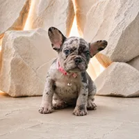 ENMA, a female French Bulldog for sale in Lehigh Acres, FL – 3 of 8