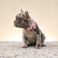 ENMA, a female French Bulldog for sale in Lehigh Acres, FL – 7 of 10