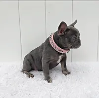 ENMA, a female French Bulldog for sale in Lehigh Acres, FL – 2 of 4
