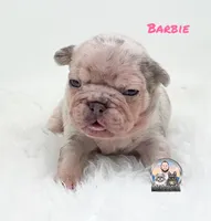 BARBIE, a female French Bulldog for sale in Lehigh Acres, FL – 5 of 5