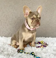 BEBA, a female French Bulldog for sale in Lehigh Acres, FL – 1 of 3