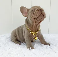 BETTY, a female French Bulldog for sale in Lehigh Acres, FL – 3 of 4