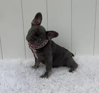 ENMA, a female French Bulldog for sale in Lehigh Acres, FL – 4 of 4