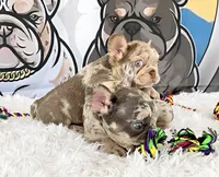 CHLOE, a female French Bulldog for sale in Lehigh Acres, FL – 2 of 2