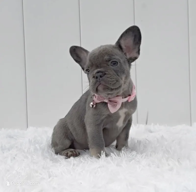 ENMA, a female French Bulldog for sale in Lehigh Acres, FL – 1 of 4