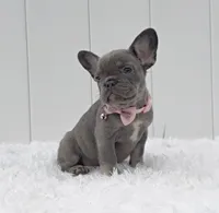 ENMA, a female French Bulldog for sale in Lehigh Acres, FL – 1 of 4