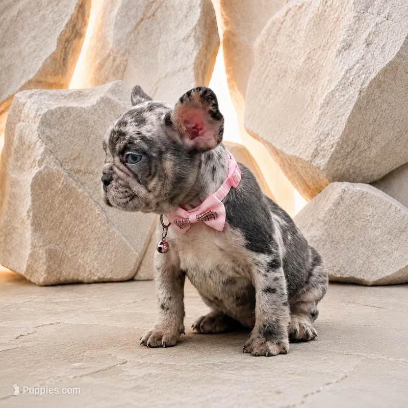 ENMA – French Bulldog puppy for sale in Lehigh Acres, FL