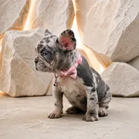 ENMA, a female French Bulldog for sale in Lehigh Acres, FL – 1 of 8